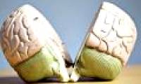 Genes related to schizophrenia have been identified