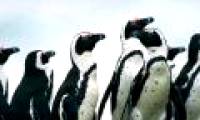 Genetic conservation of South African penguins