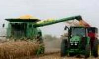 Genetically modified corn is ineffective