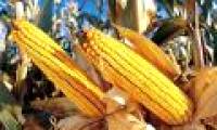 Genetically modified corn makes Chinese people confused