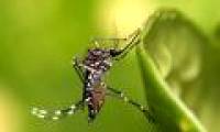Genetically modified mosquitoes prevent dengue