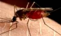 Genetically modified so that mosquitoes can't smell people