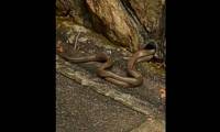Getting into the water pipe to pair, poisonous snakes were caught alive