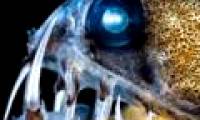 Ghosts lurk on the ocean floor