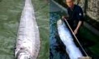 Giant 6m long fish washed ashore