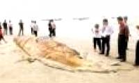 Giant animals washed up the coast of China