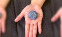 Giant blueberry breaks Guinness World Record