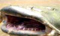Giant catfish over 2m long due to Chernobyl radiation?