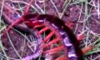 Giant centipede attack snake receives super bitter end