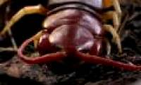 Giant centipede spray venom network mouse at a glance