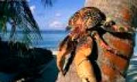 Giant crabs weigh up to 4kg