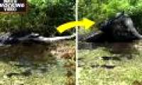 Giant crocodile ambush, cannibalism in Florida