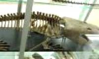 Giant dinosaurs dug out of the cave