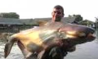 Giant fish of the Mekong River