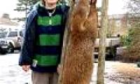 Giant fox appeared in England