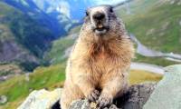 Giant ground squirrels are master tunnel diggers.