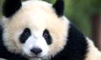 Giant pandas can differentiate through cries