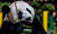 Giant pandas may originate from Europe