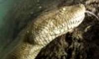 Giant python armor 8m long