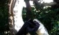 Giant pythons climb the tree swallowing bats