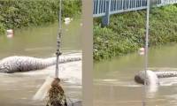 Giant snake 'like a monster' swims in flood water in Thailand, many people are scared