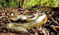 Giant snakes quietly 'invaded' America