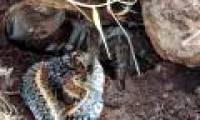 Giant spider discharge snake meat - the science scene has never been seen before