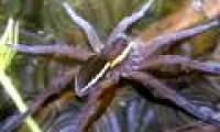 Giant spider revives in England