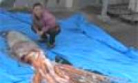 Giant squid appeared again, Japanese people feared