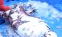 Giant squid is back in Japan