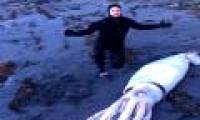 Giant squid monsters 4.2 m long drifted from the coast of New Zealand