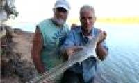 Giant swordfish in Australia