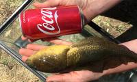 Giant tadpoles bigger than soda cans