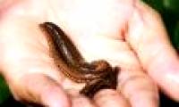 Giant toothed leeches in the Amazon basin
