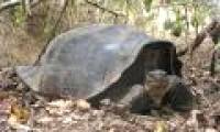 Giant turtles reappear after 150 years of extinction