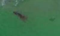 Giant white sharks devour seals in a bloody battle