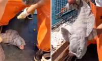 Giant wolf fish wipes out entire lobster catch in American fisherman's nets.