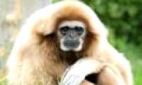 Gibbon species have the ability to sing like professional opera singers