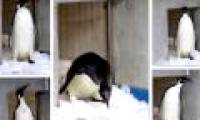 Give the Emperor the penguin back home