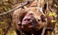 Global vertebrate animals have decreased by 60%