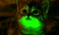 Glowing cats can fight HIV / AIDS