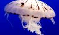 Glowing cells in jellyfish diagnose cancer early