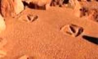 Go to Australia to try on the dinosaur footprint