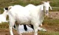 Goats change the sound of the environment