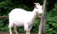 Goats increase the risk of rare lung cancer