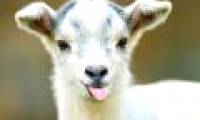 Goats like those who are smiling with them