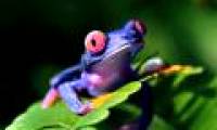 'God Frog' in India