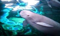 'Goddess of the Yangtze River' stands on the brink of extinction