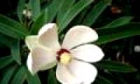 Gold mind - What is special about the tree that will replace 6,700 trees in Hanoi?