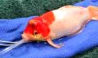 Goldfish survive thanks to surgery to remove the head tumor